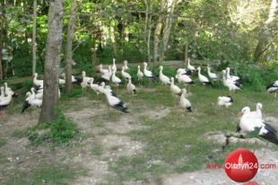 18 września Akcja Bociany!