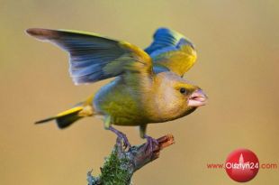 WBP zaprasza na wystawę fotografii członków Związku Polskich Fotografów Przyrody