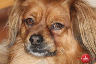 Gwiazdka dla zwierzaka