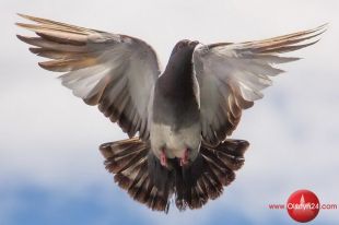 Najpiękniejsze gołębie na wystawie w Biskupcu
