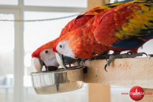 Dzisiaj otwarcie Papugarni w Olsztynie 