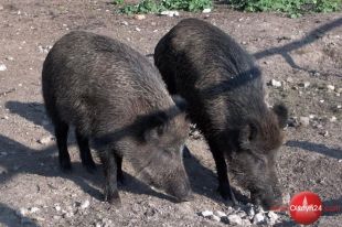 Powiatowy Lekarz Weterynarii o powinnościach hodowców w związku z afrykańskim pomorem świń