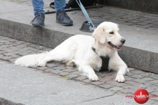 5. urodziny „Biegu na 6 łap” już w niedzielę