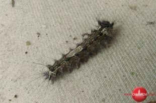 Samoloty i bakteria na ratunek lasom