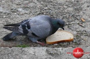 Ptaki w mieście(2): Jak karmić?
