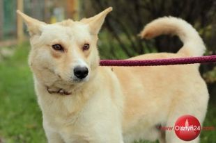 Szukamy domu dla Copra