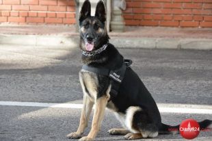 Niezawodni przyjaciele w codziennej służbie