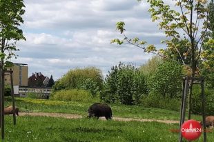 Mniej dzików w Olsztynie