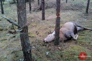 Jeleń konał w męczarniach