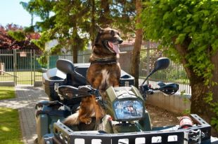 Psy służbowe Straży Granicznej mają dziś swoje święto