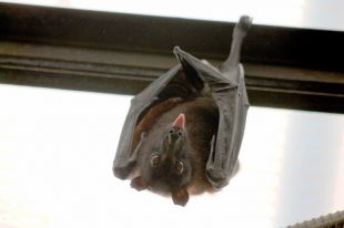 Kolejny przypadek wścieklizny w Olsztynie