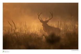Wystawa Związku Polskich Fotografów Przyrody Okręgu Warmińsko-Mazurskiego zostanie otwarta w czwartek w WBP