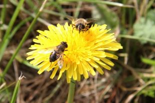 Potencjał miodów w profilaktyce chorób cywilizacyjnych
