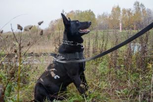 Diament na emeryturze