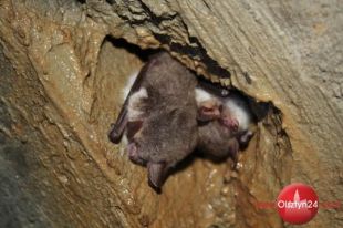 Największe zimowisko nietoperzy na Warmii i Mazurach znajduje się w Olsztynie
