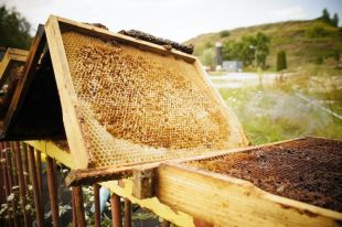Jutro Wielki Dzień Pszczół. Sprawdź, jak wspierać te pożyteczne owady