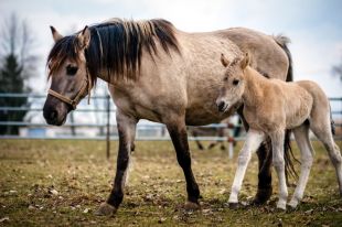 Weekend z konikiem polskim w Popielnie 