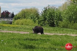 Służby weterynaryjne wykryły ASF u padłego dzika w Olsztynie