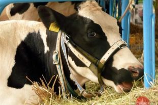 Agrofestyn w Węgoju