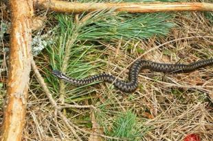 Konkurs dla pasjonatów fotografii przyrodniczej